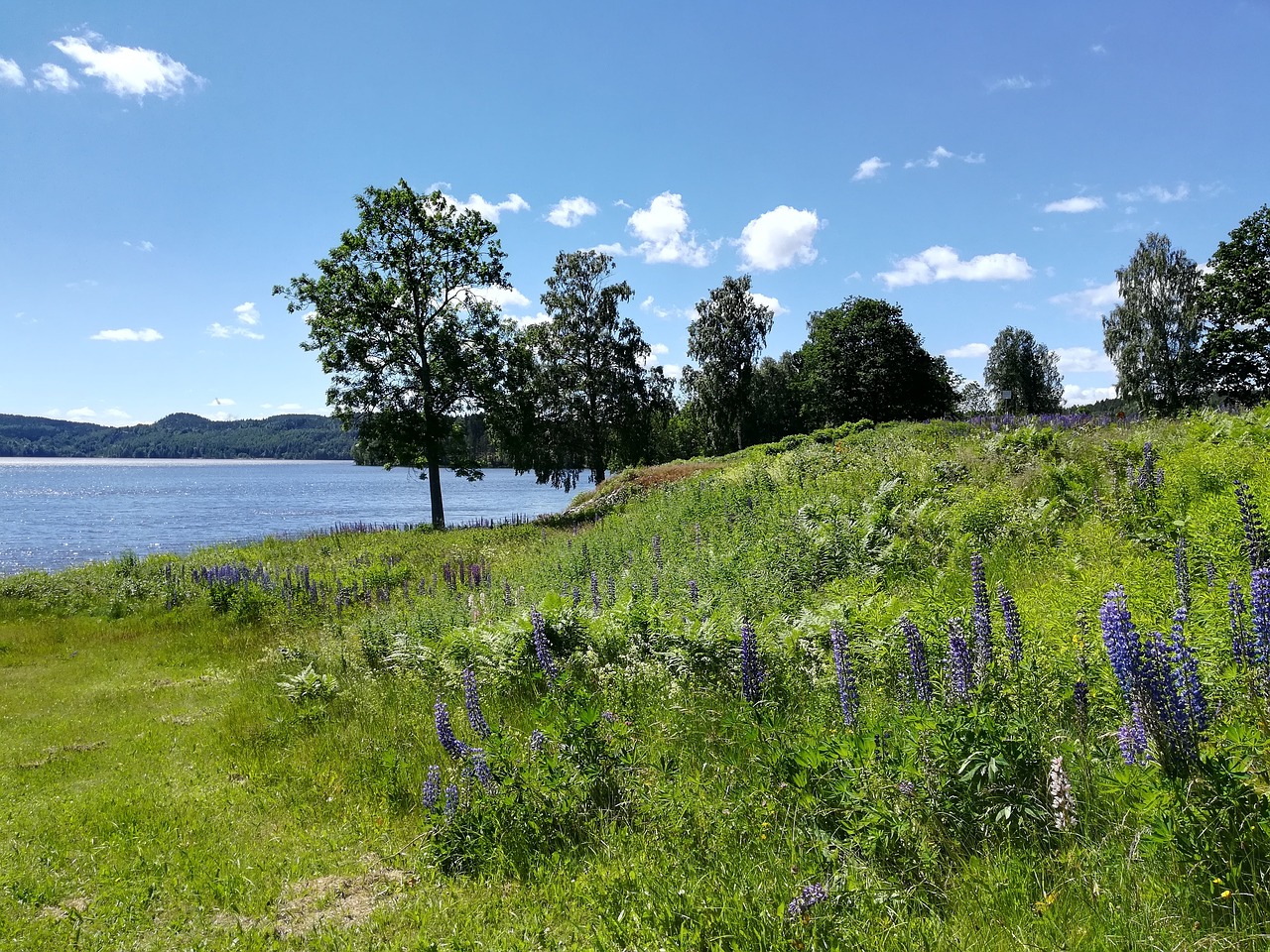 lake lupins bed free photo