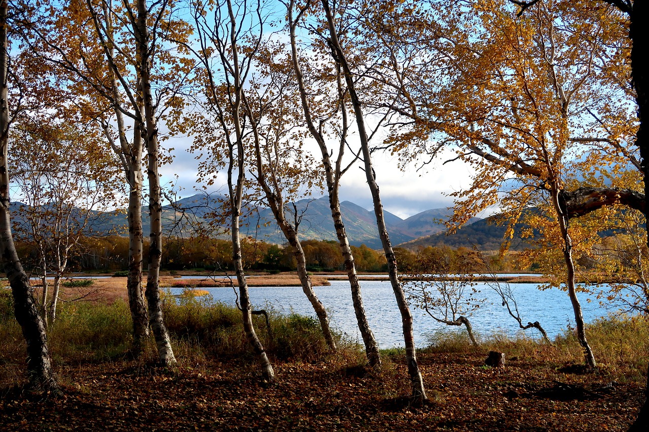 lake forest autumn free photo