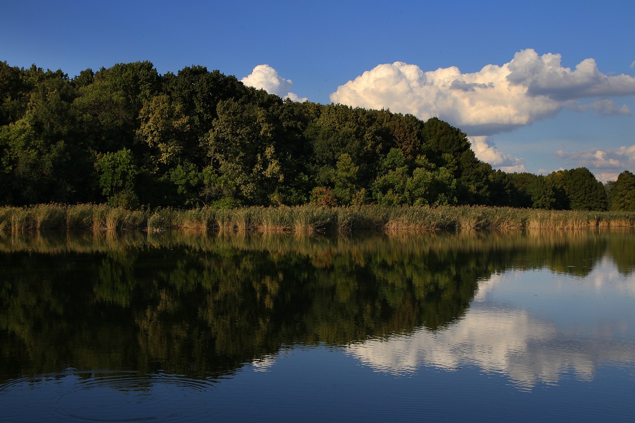 lake forest cloud free photo