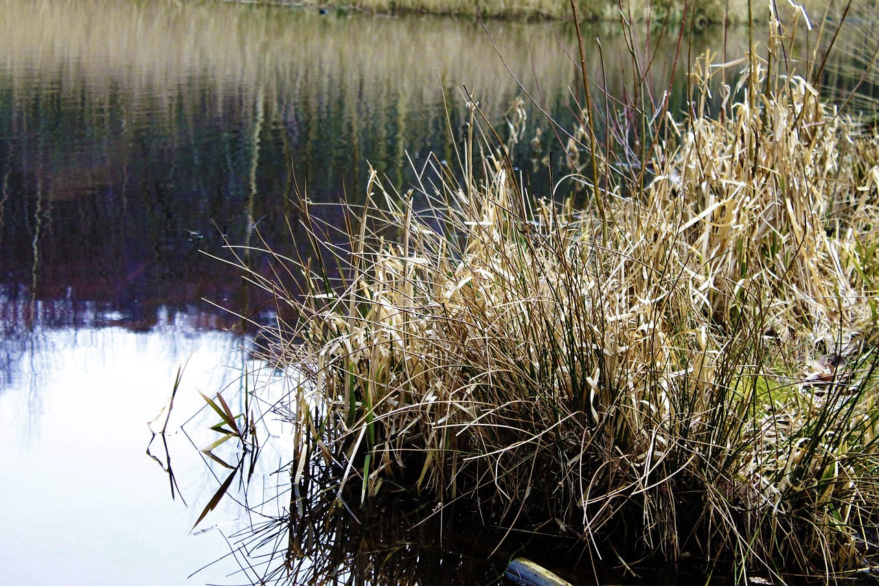 lake reed bank free photo