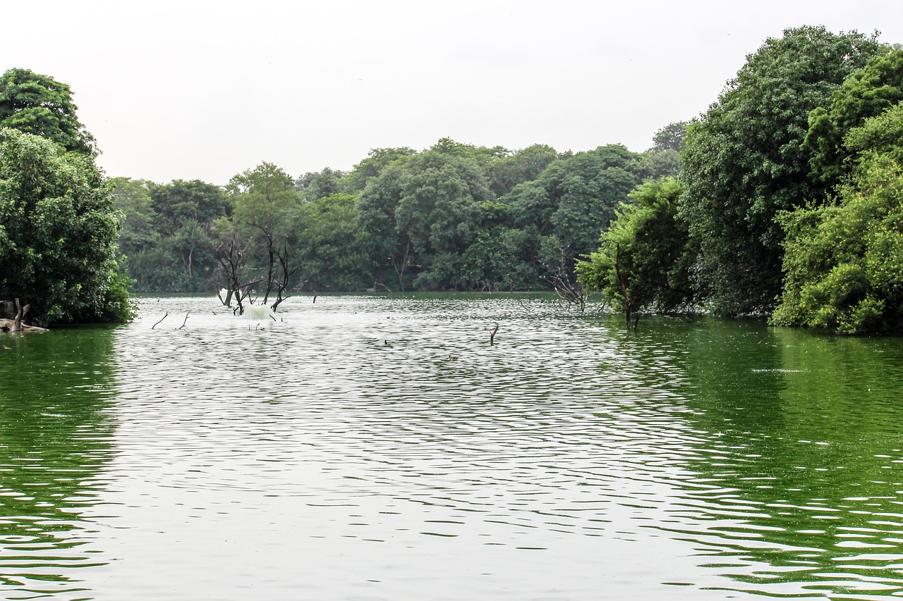 lake nature india free photo