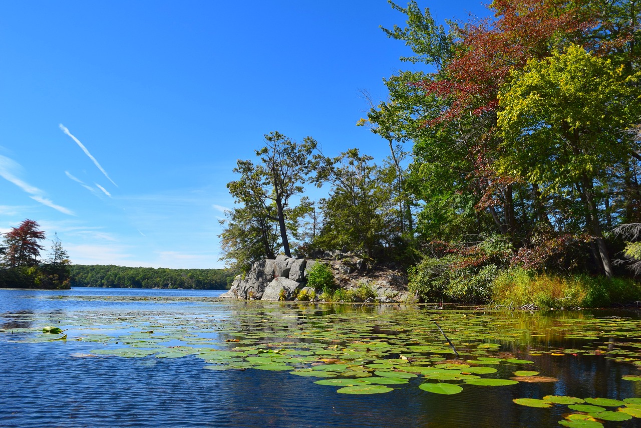 lake trees lily pads free photo