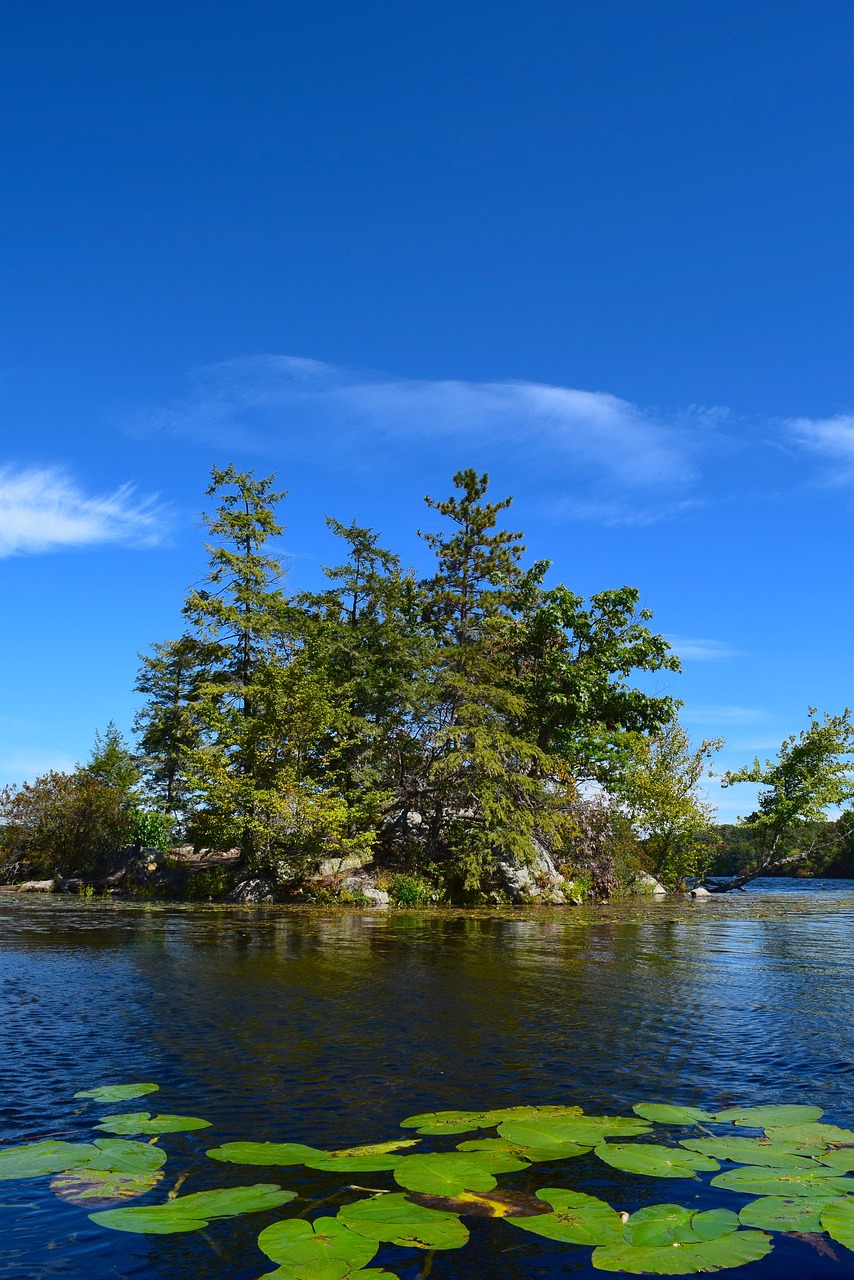 lake trees lily pads free photo