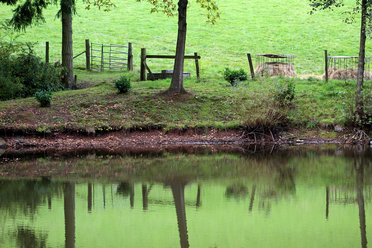 lake reflection green free photo