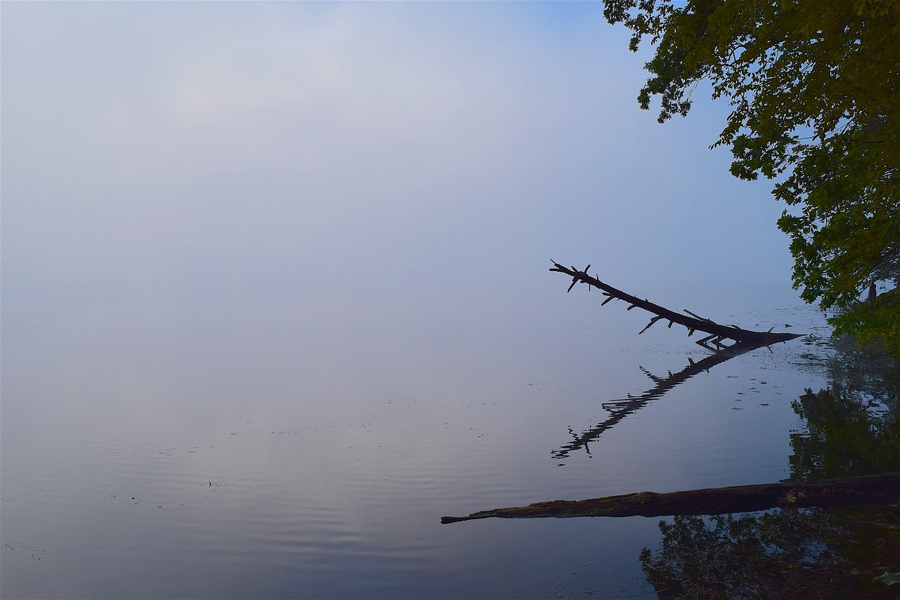 lake fog tree free photo