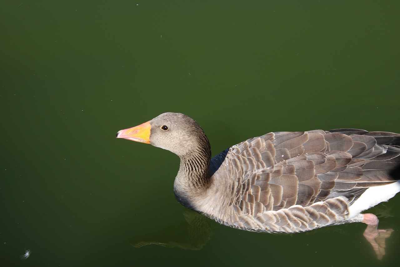 lake duck oca free photo
