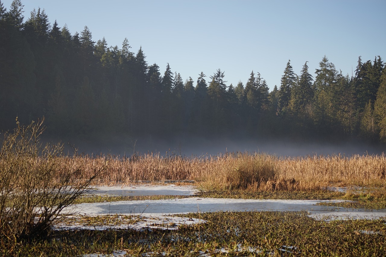 lake forest water mist free photo