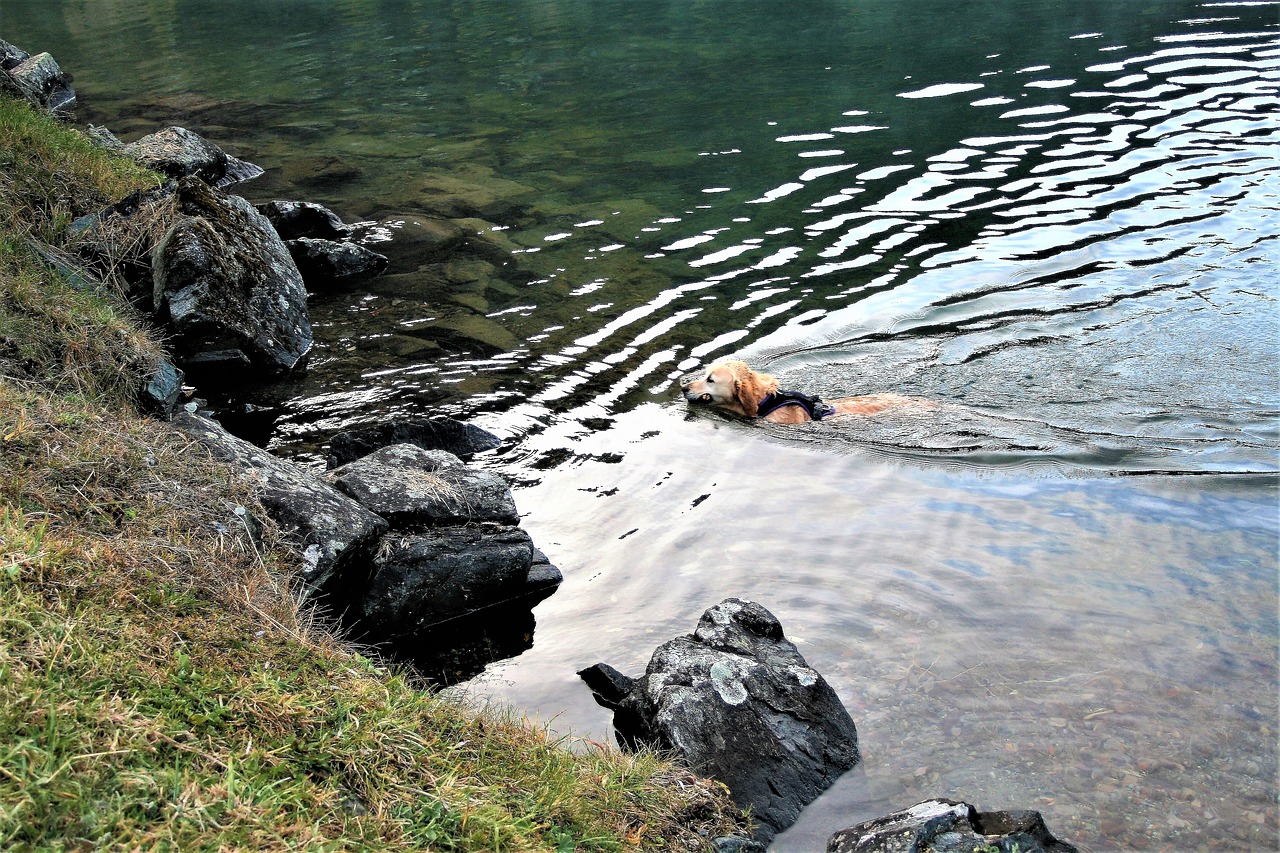 lake autumn wet dog free photo