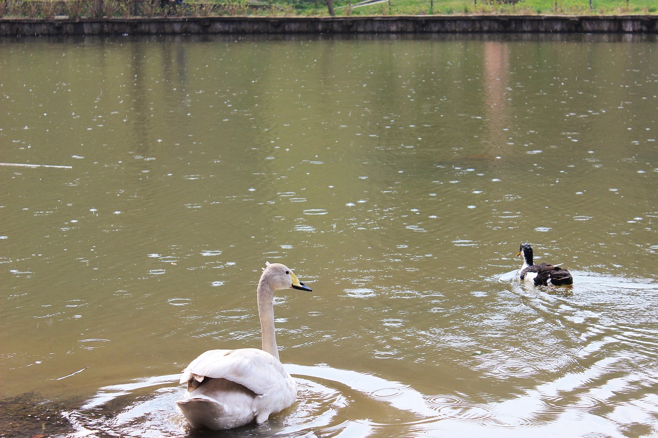 lake duck rain free photo