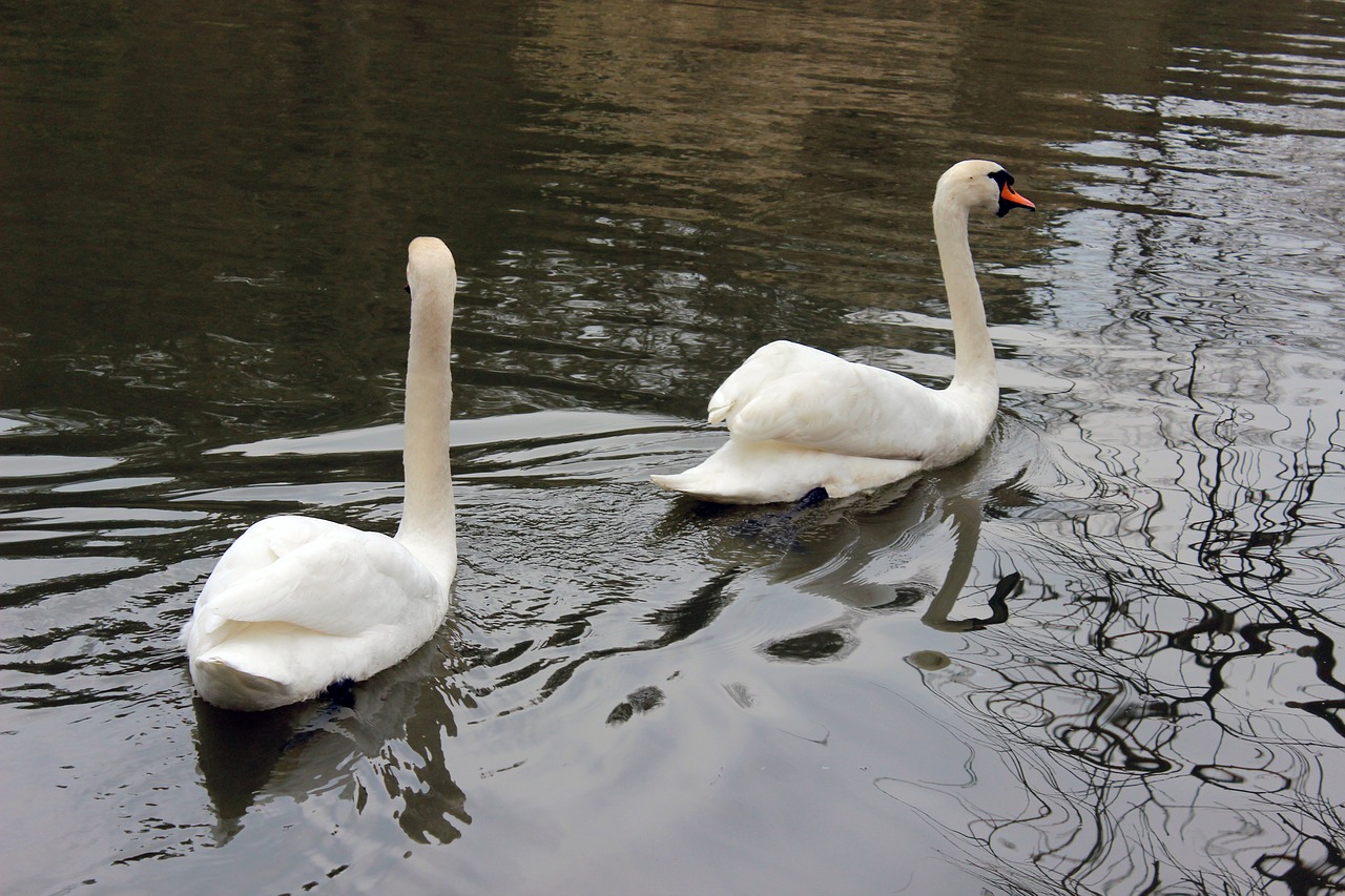 lake duck istanbul free photo