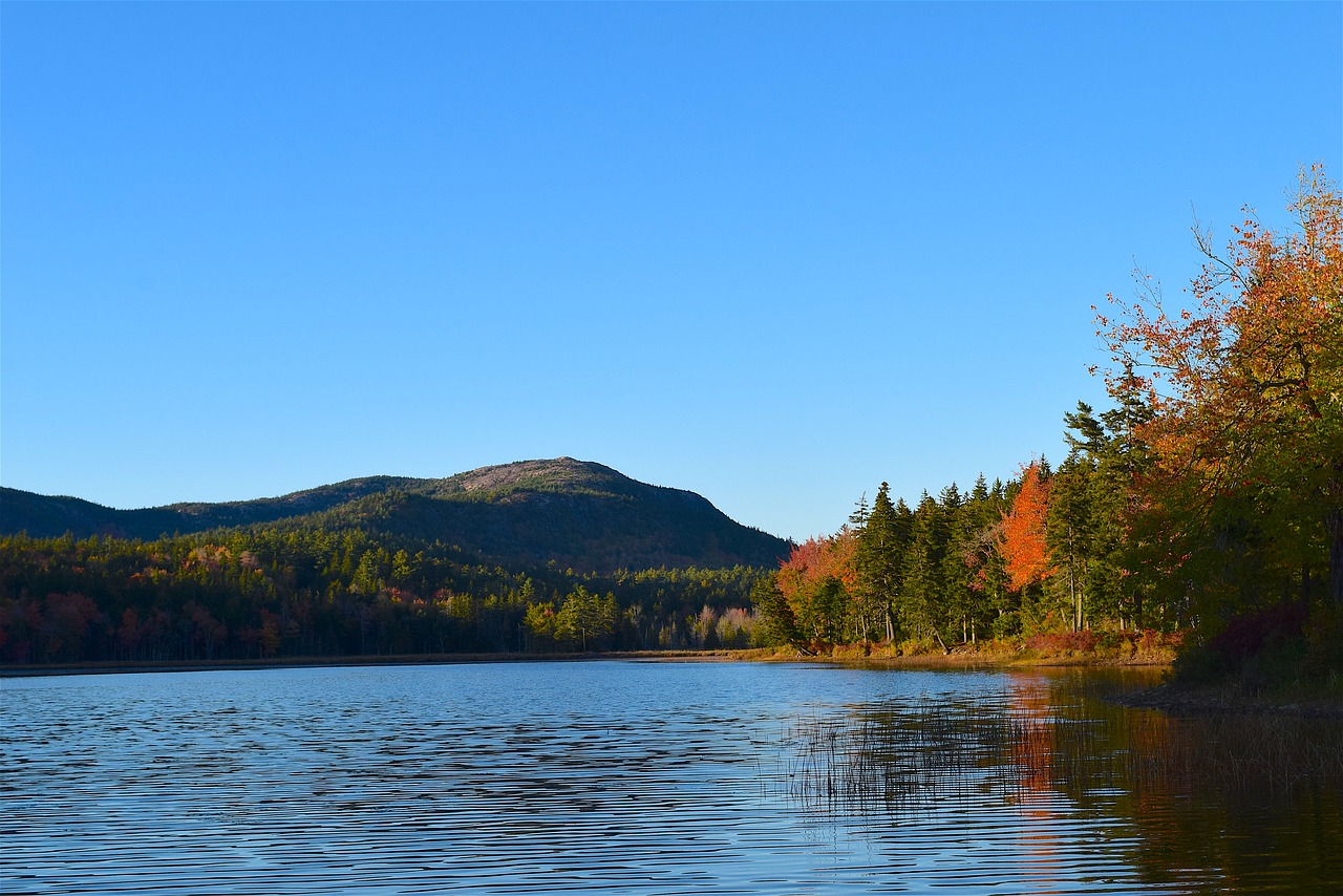 lake trees foliage free photo