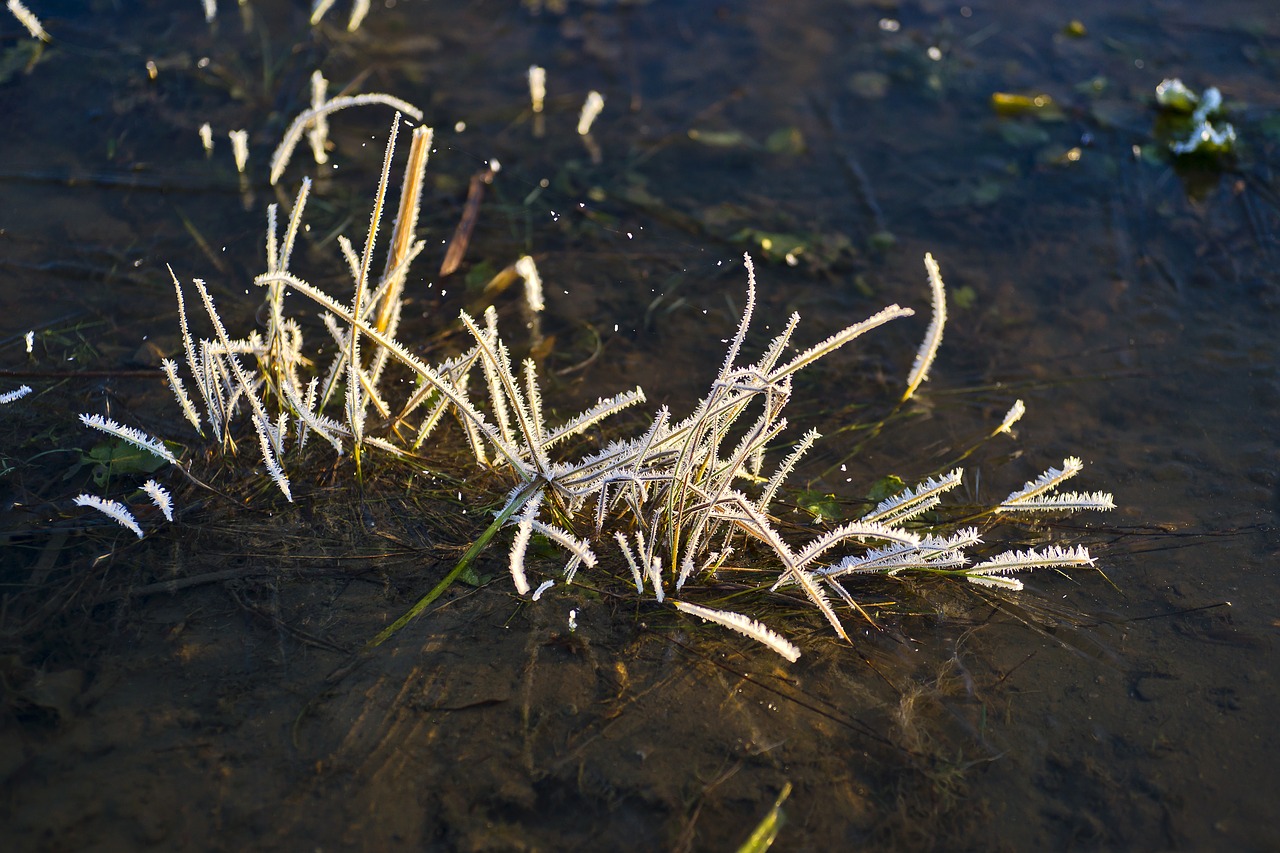 lake white grass free photo