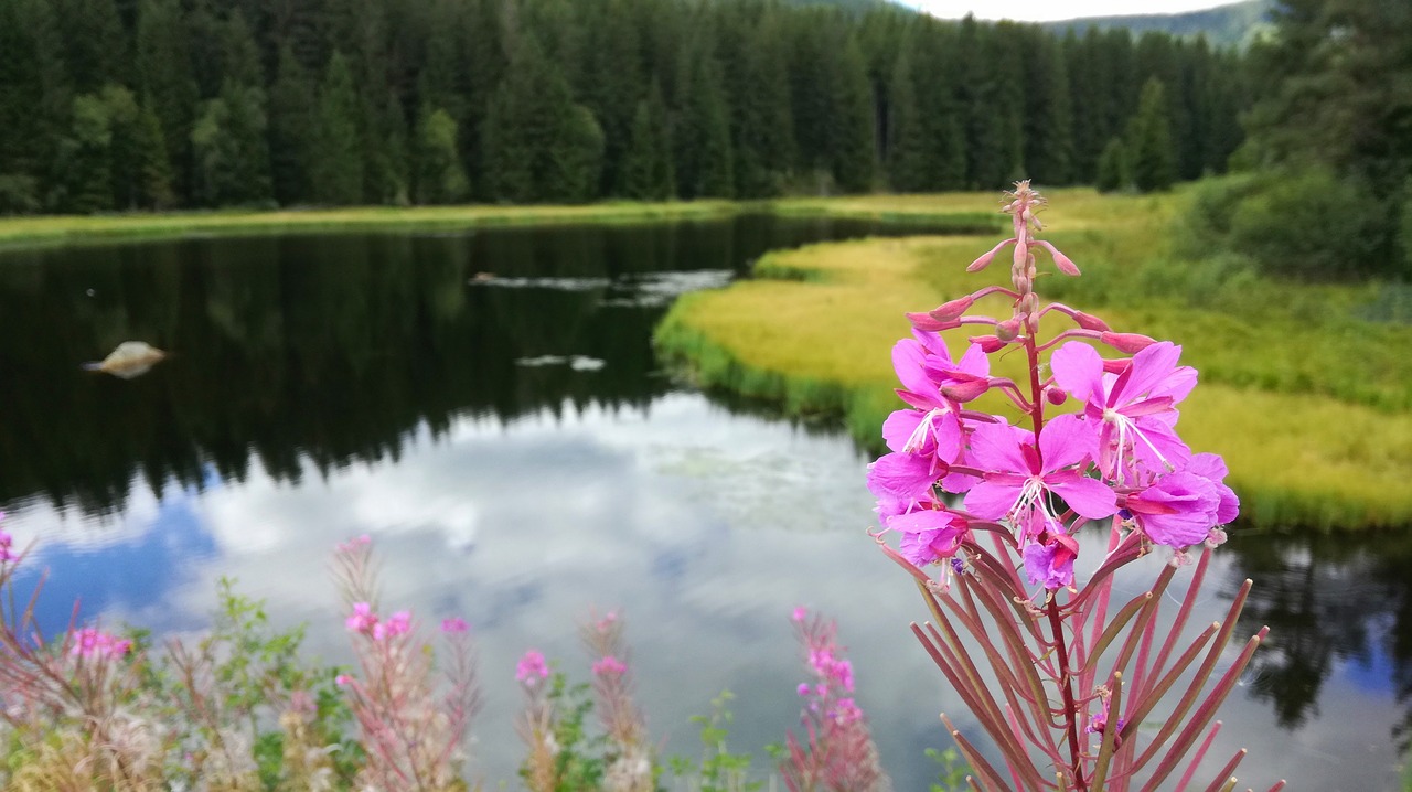 lake flower plant free photo