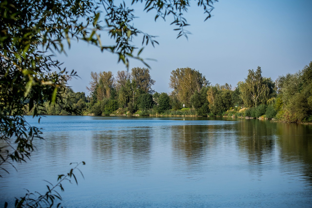 lake water tree free photo