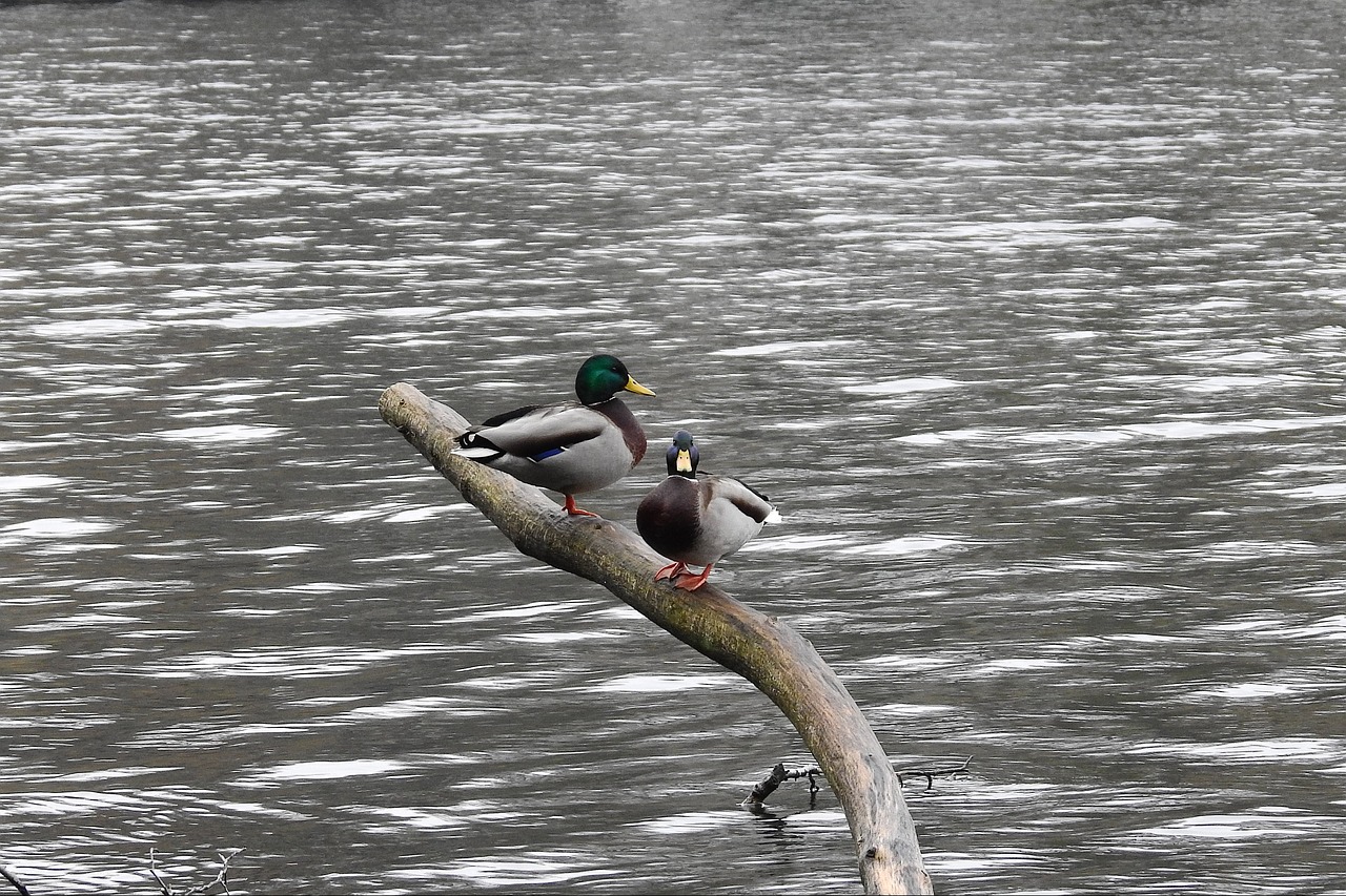 lake water birds wild ducks free photo