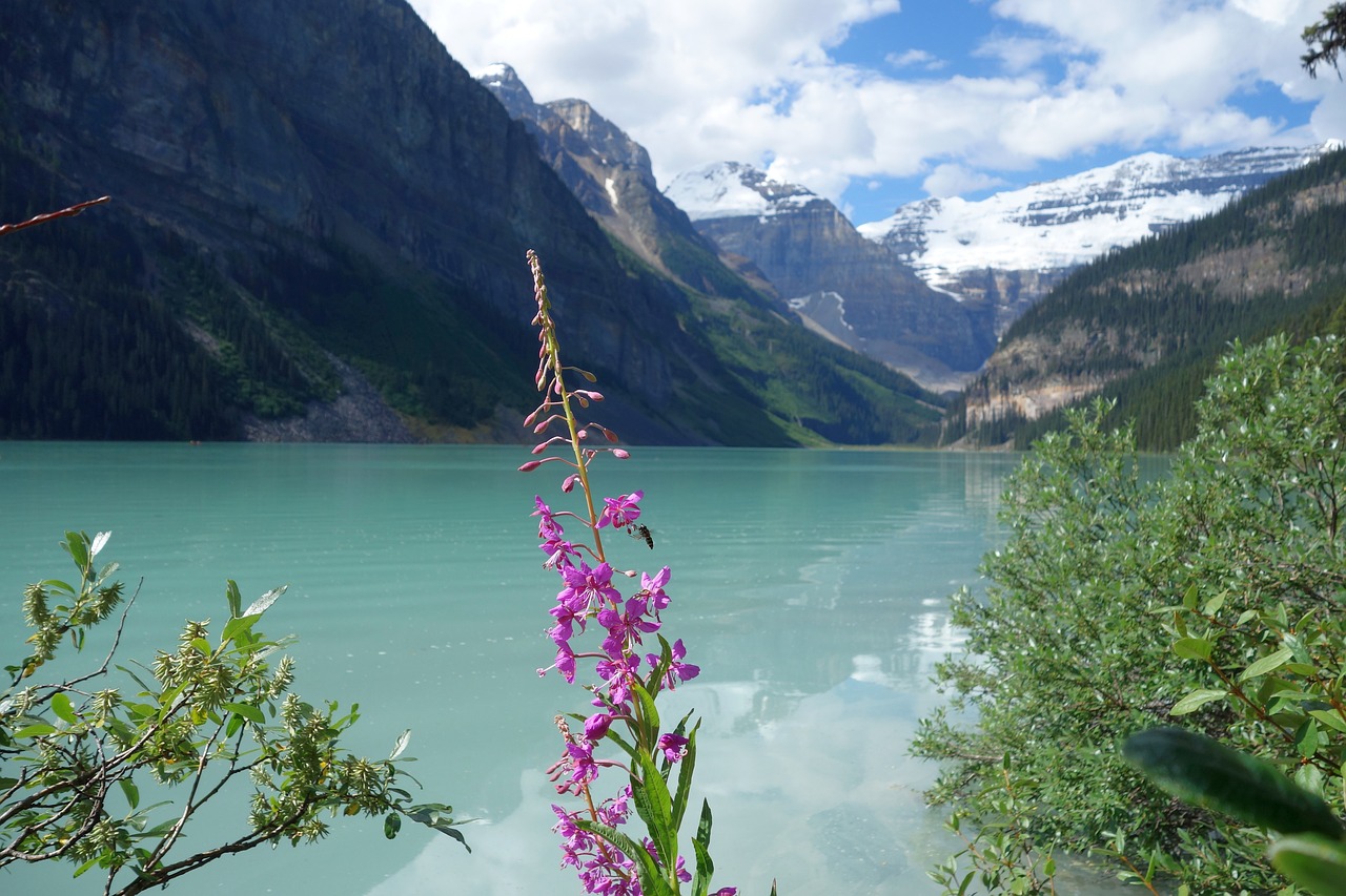 lake plant bank free photo