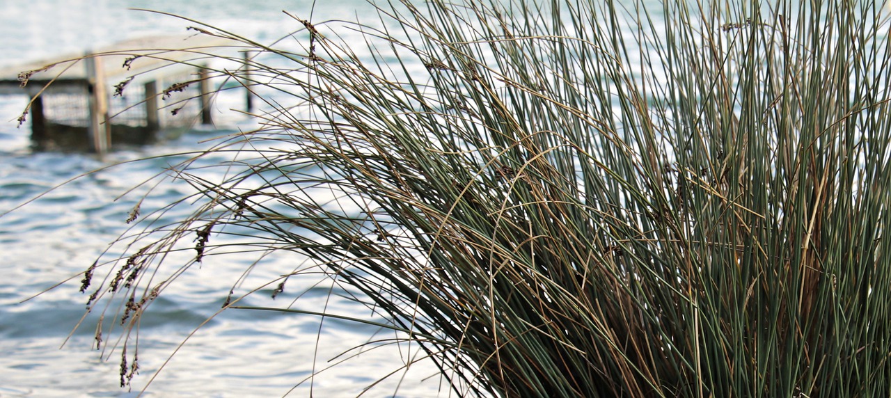 lake reed web free photo