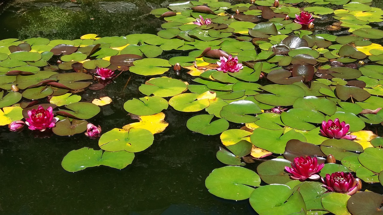 lake flower leaf free photo