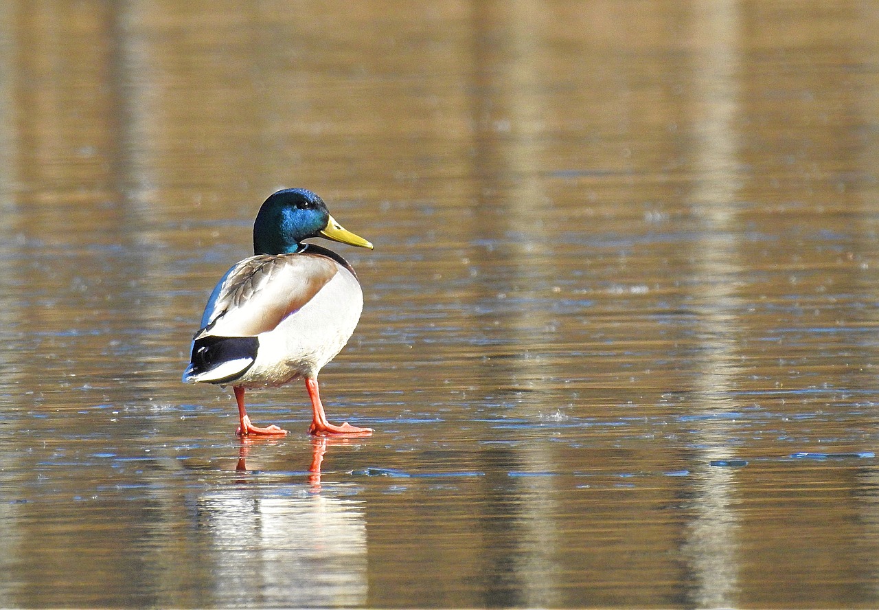 lake ice nature free photo