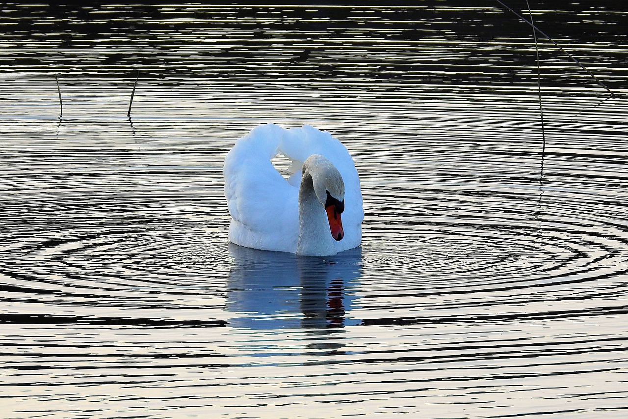 lake nature the wave is reflected free photo