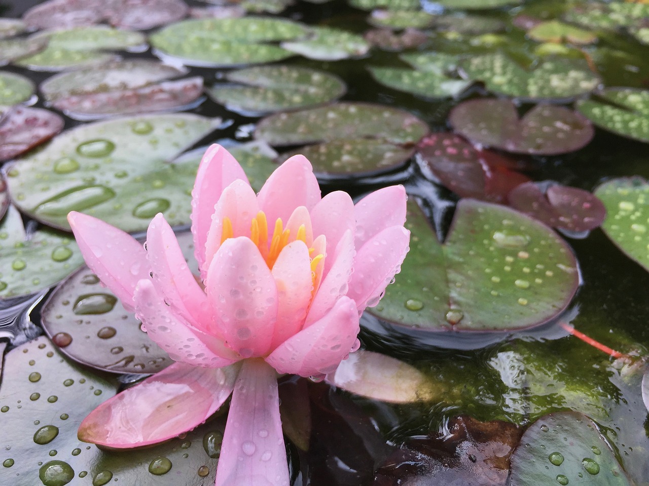 lake  pond  flower free photo