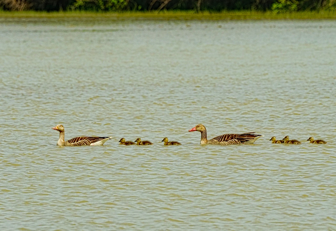 lake  bird  waters free photo