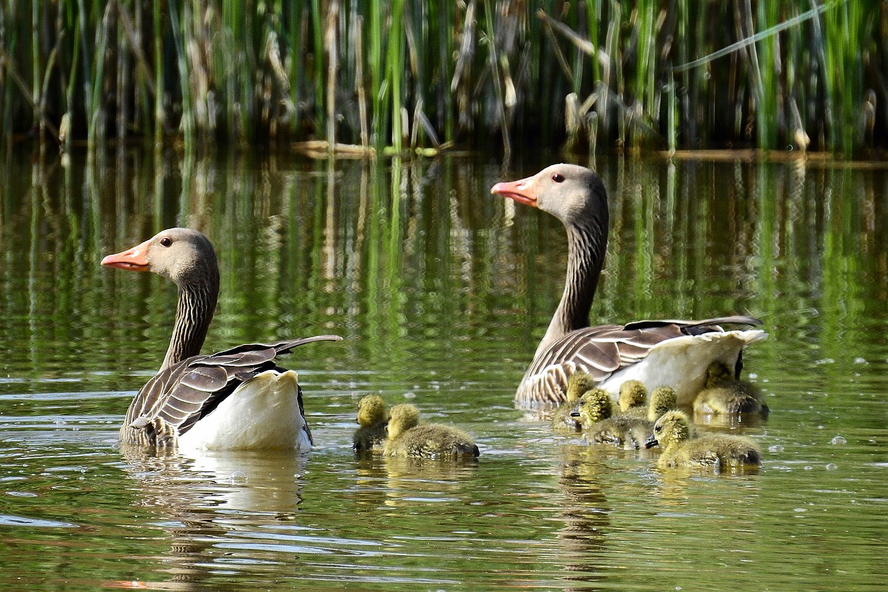 lake  birds  nature free photo