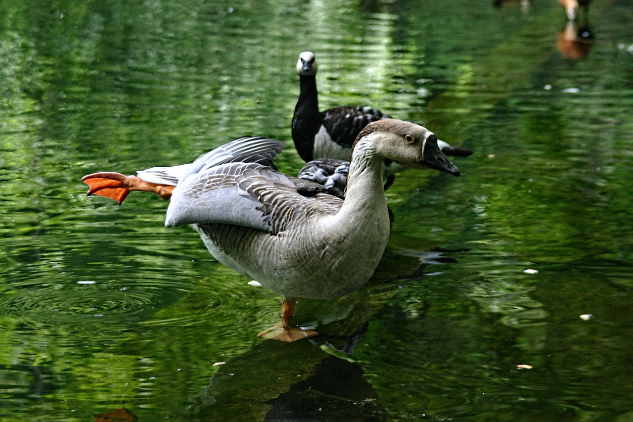 lake  monolithic part of the waters  birds free photo