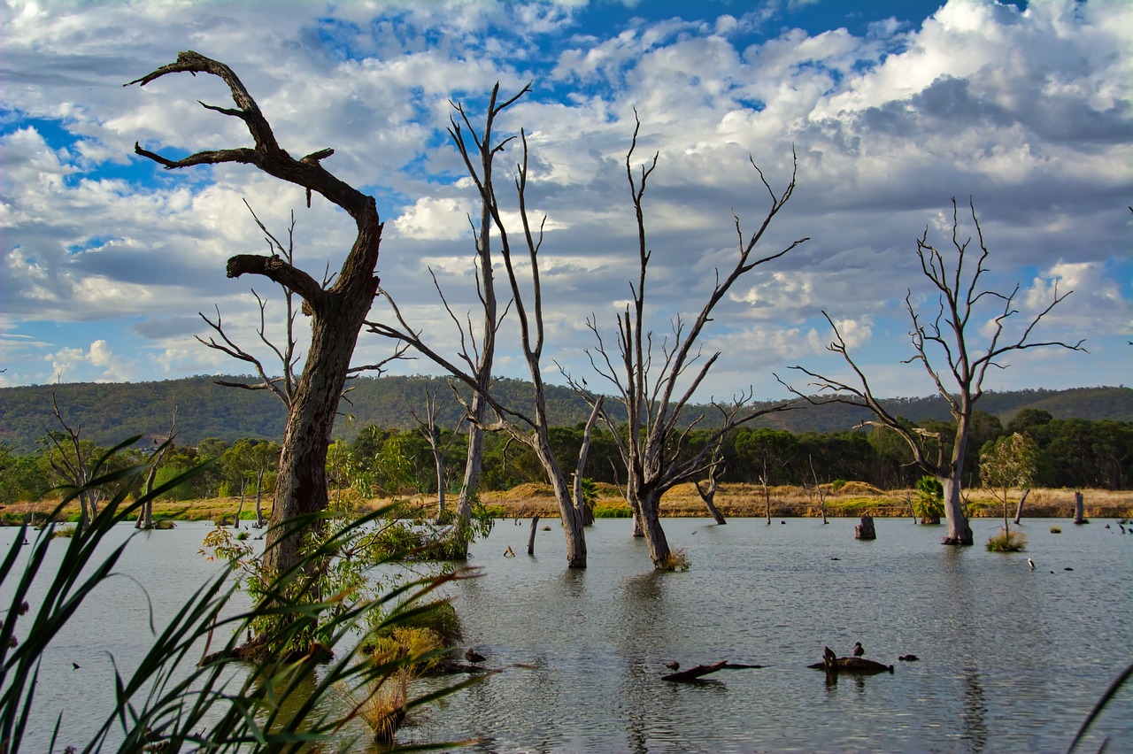 lake  lagoon  dead free photo