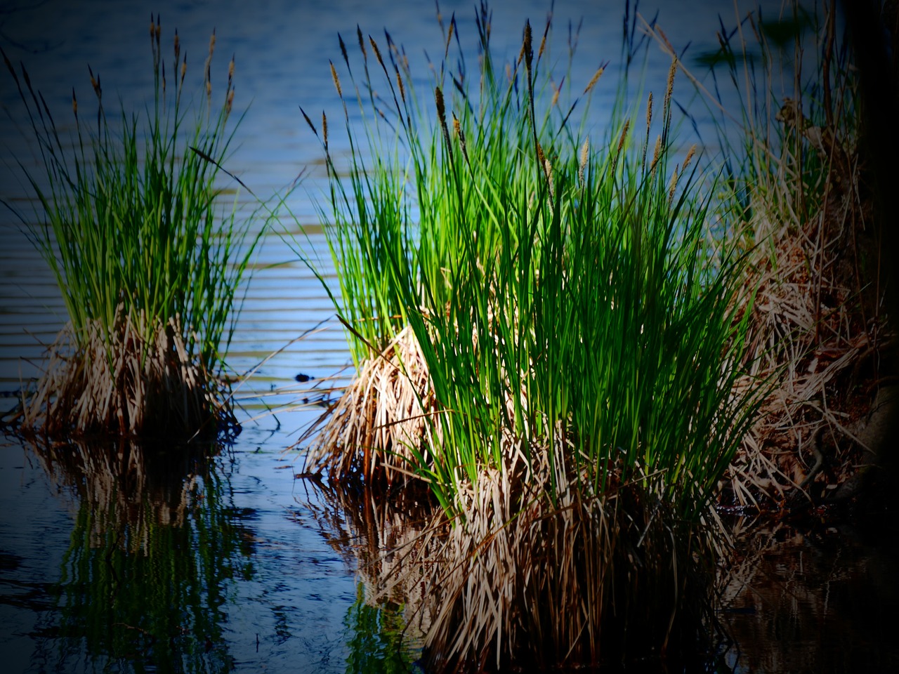 lake water reed free photo