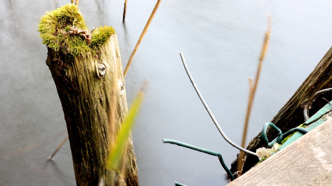 lake  water  moss free photo