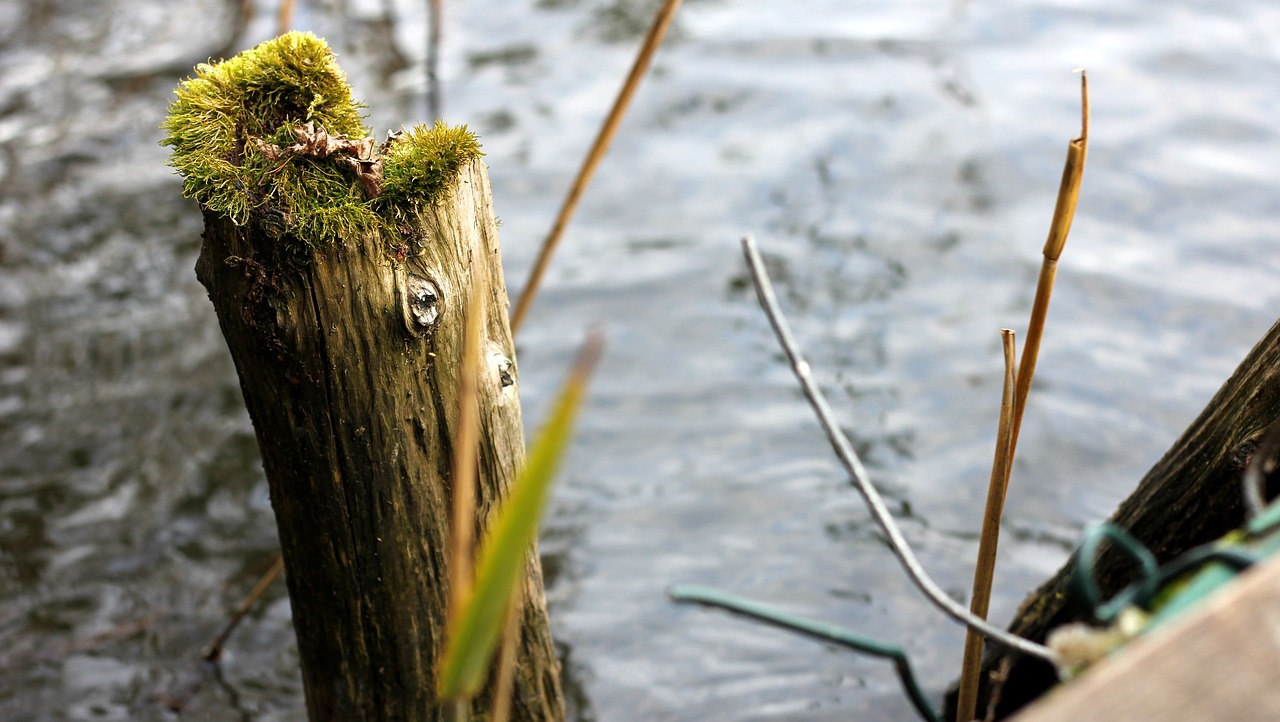 lake  water  moss free photo