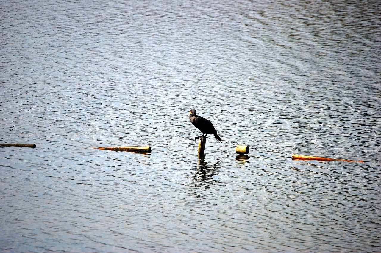 lake bird water free photo