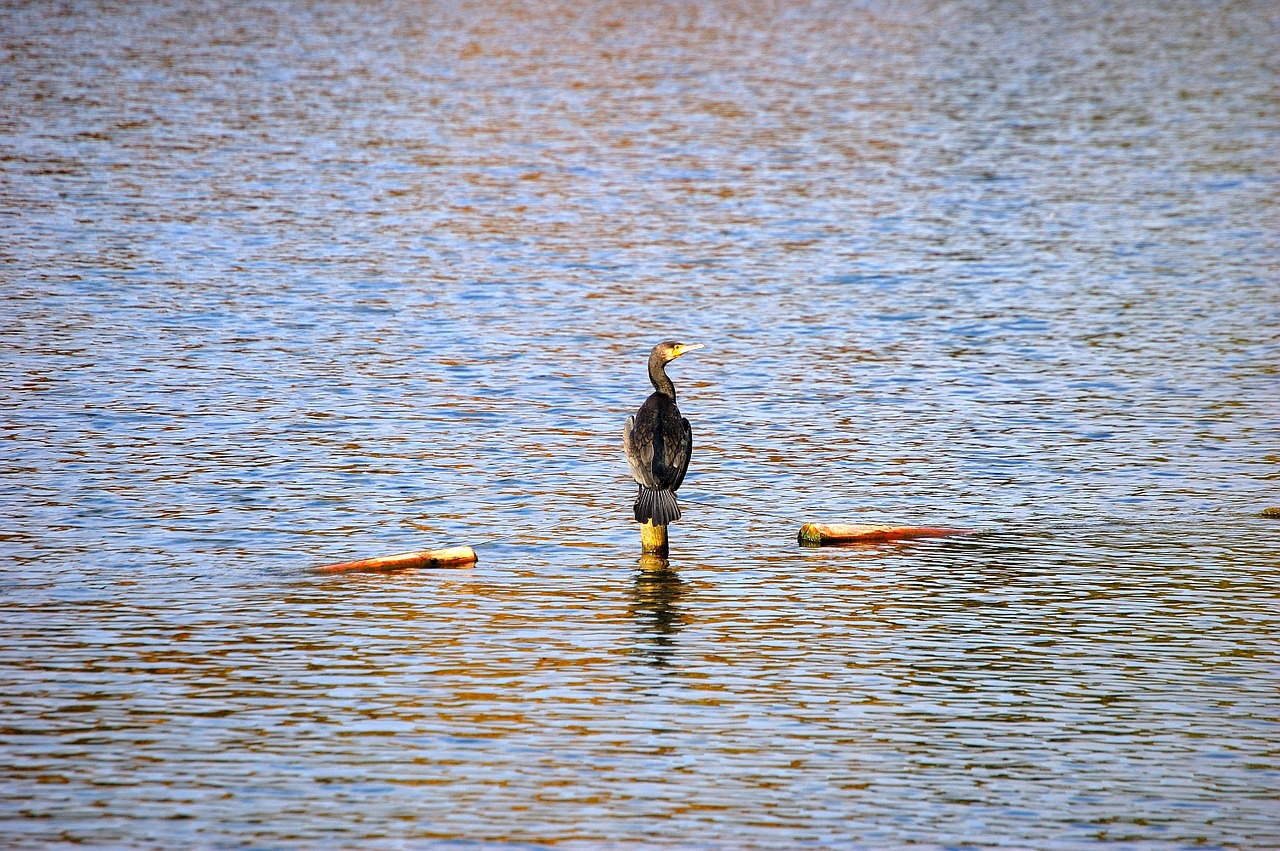 lake water bird free photo