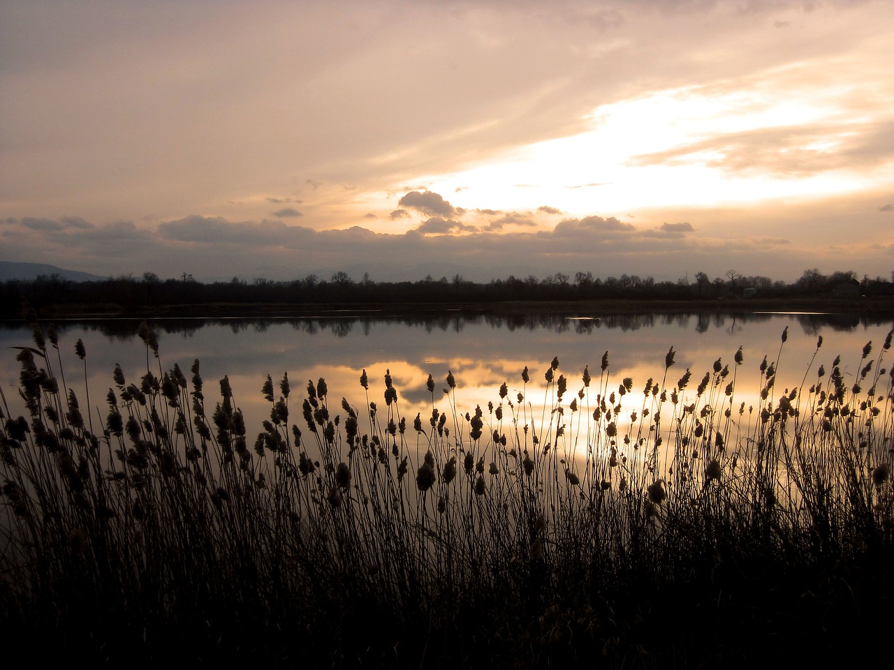 lake  rushes  water free photo