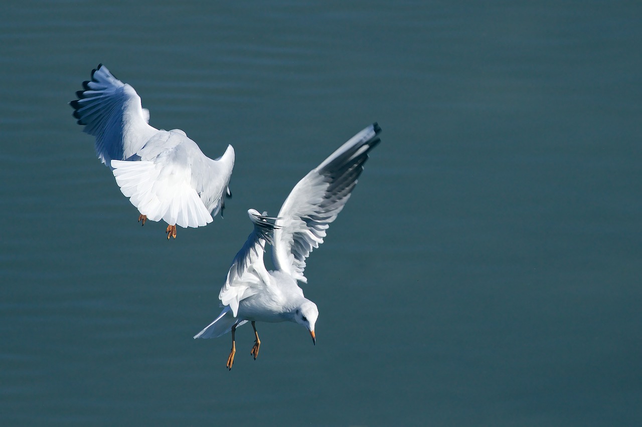 lake  seagull  flying free photo