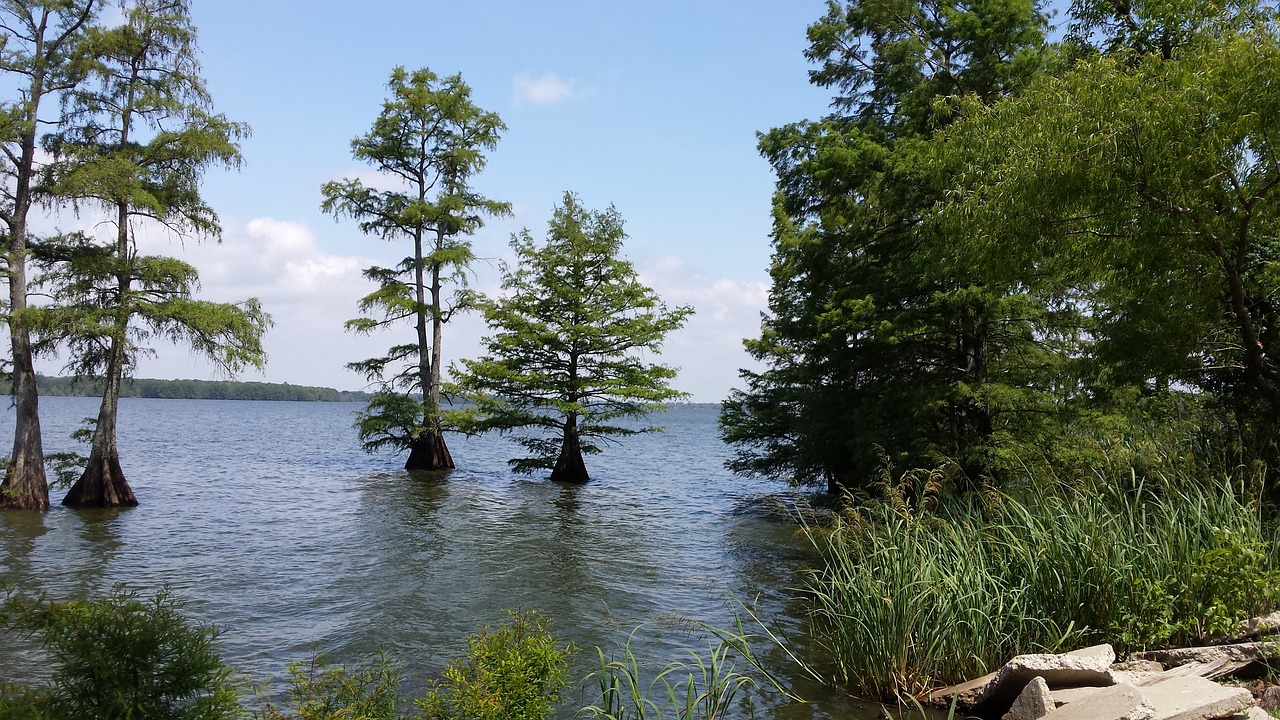 lake  trees  serene free photo
