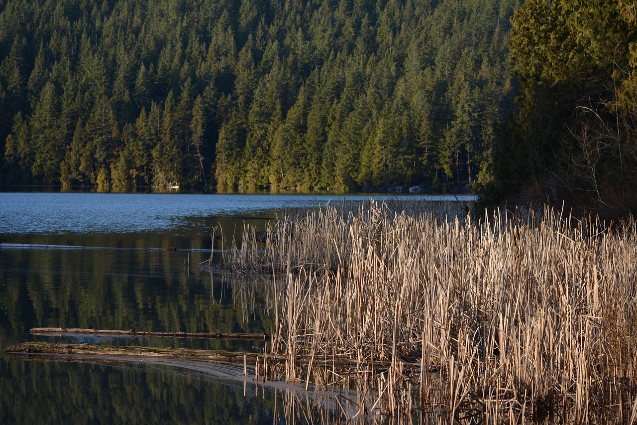 lake  reflection  dawn free photo