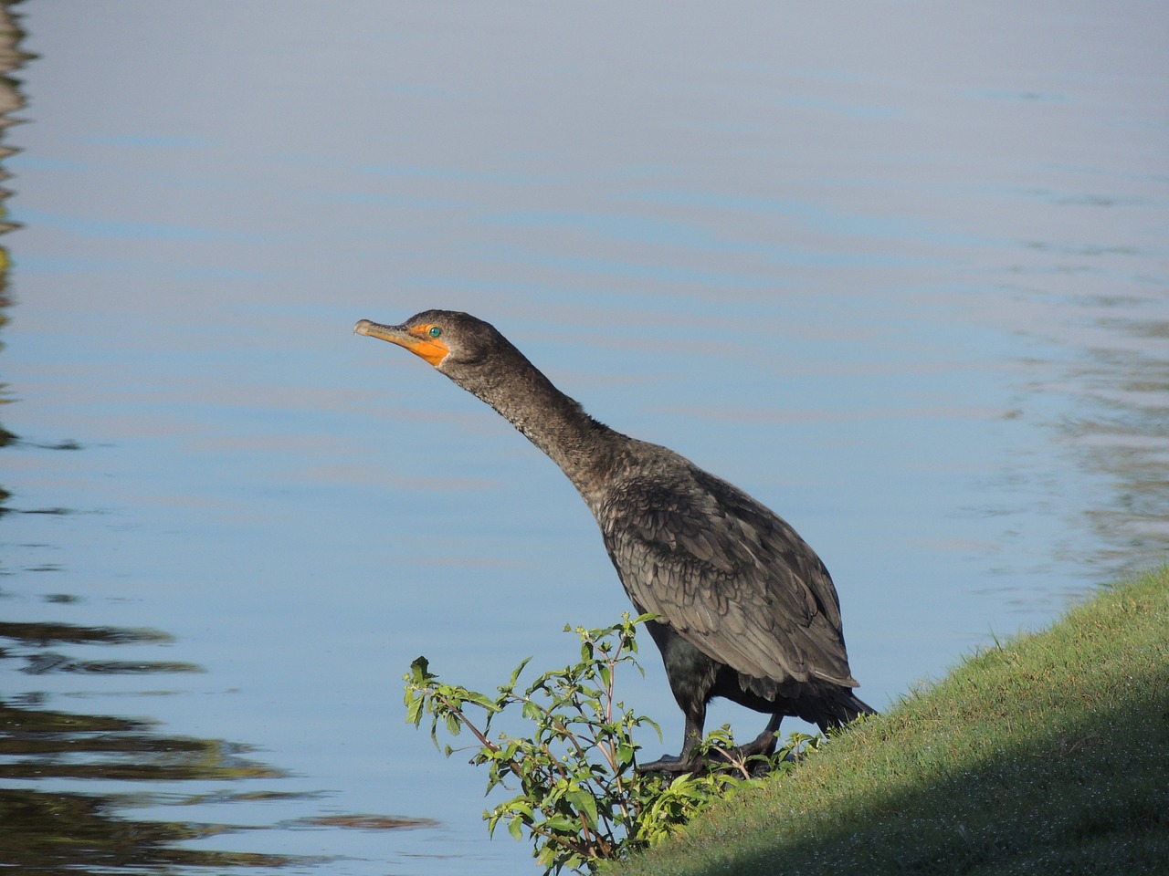 lake  bird  water free photo