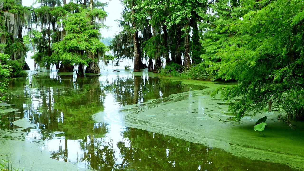 lake  forest  bayou free photo