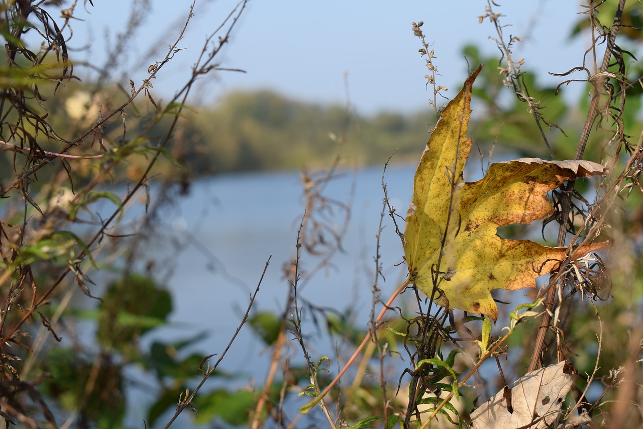 lake  nature  water free photo