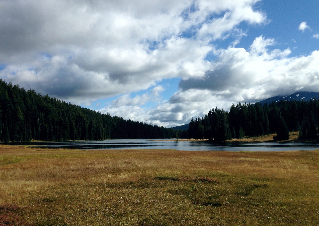 lake  trees  background free photo