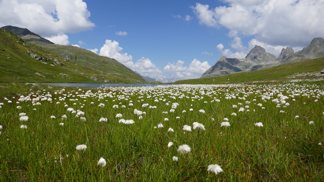 lake  mountains  flowers free photo