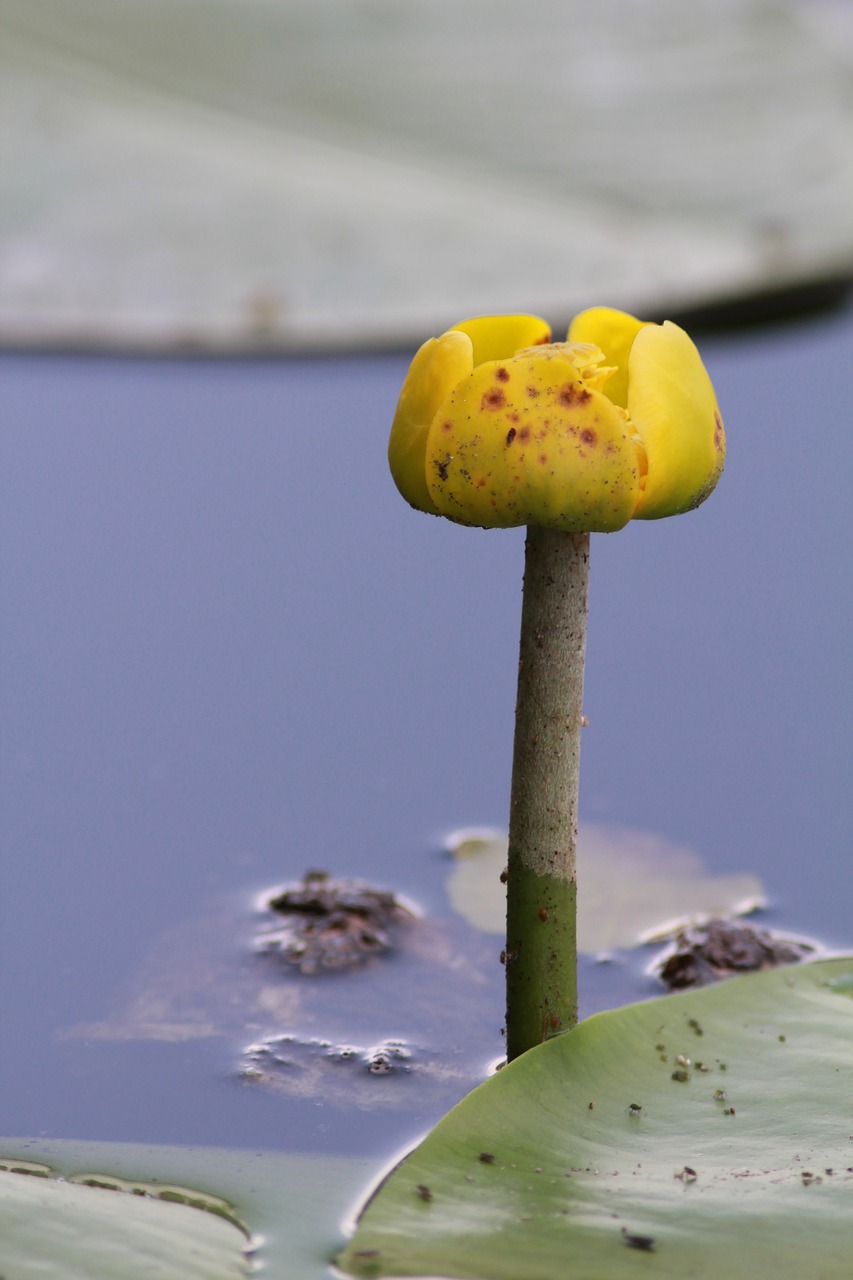 lake  flower  water free photo