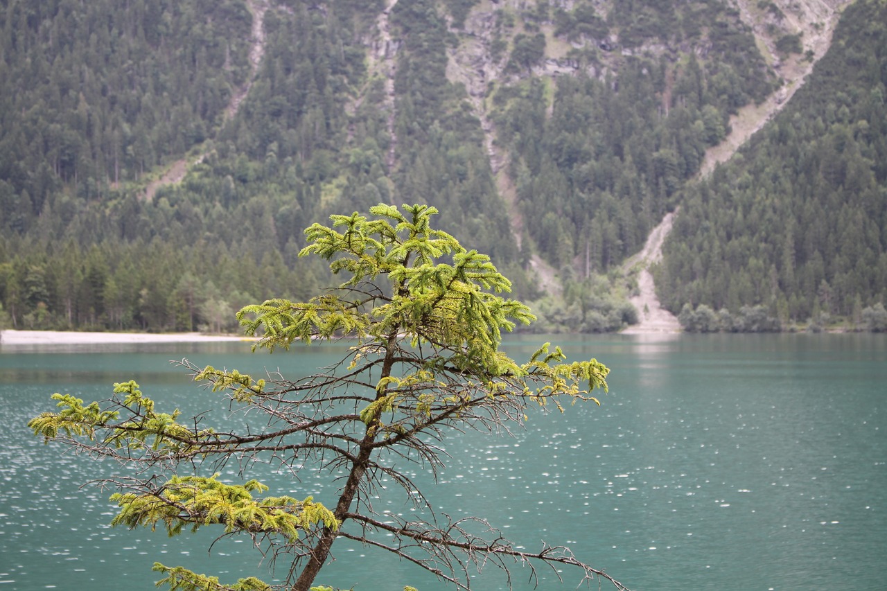 lake  branch  fir tree free photo