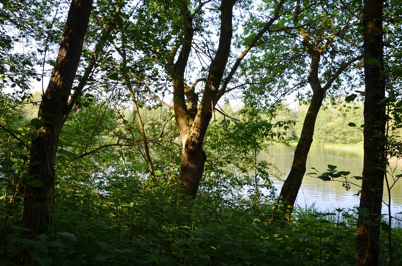 lake trees forest free photo