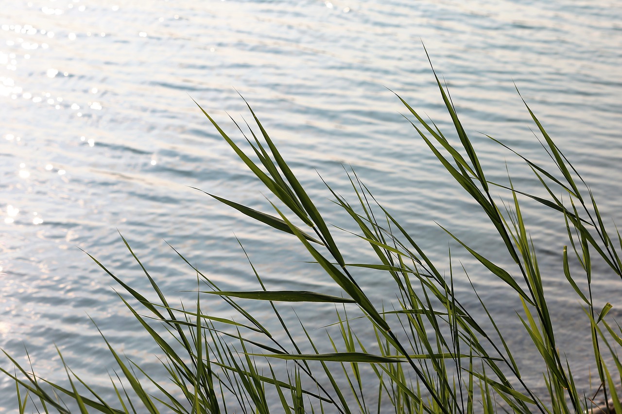 lake  water  cane free photo