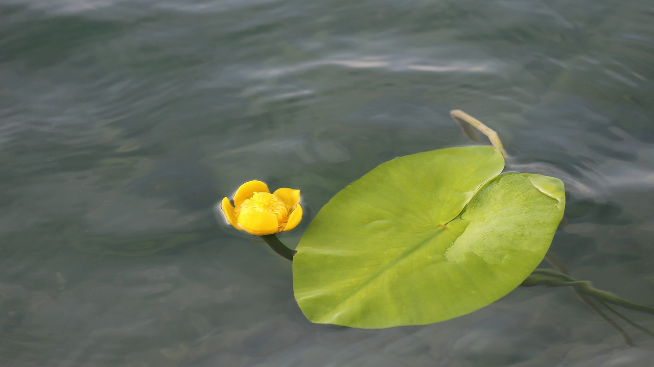 lake  water lily  yellow free photo