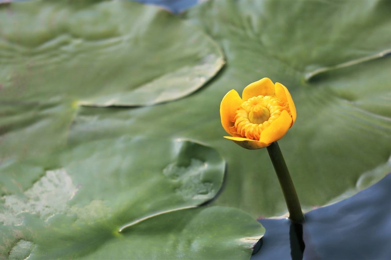 lake  water lily  yellow free photo