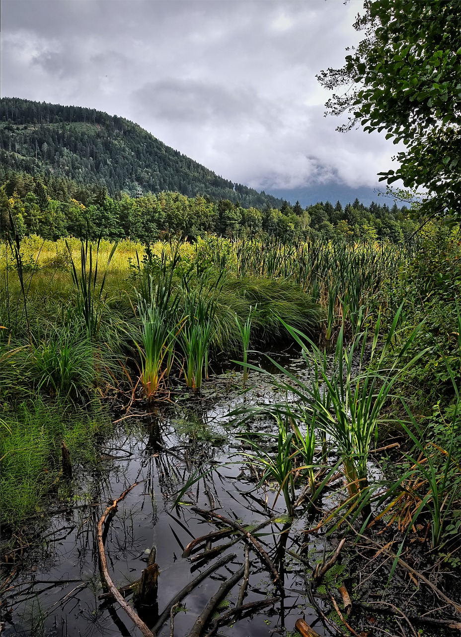 lake  cane  scrubs free photo